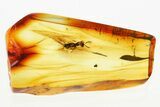 Detailed Fossil Wasp (Chalcidoidea) In Baltic Amber #381239-1